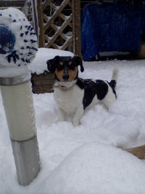 Bruce - einem gesunden Hund macht Schnee nichts aus