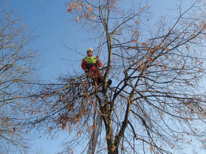 Entlastungsschnitt bruchgefährdeter Äste, Henzelmann Baumpflege Baumschnitt Fällung Spezialfällung Stockfräse Strunkfräse Pflanzung Arbeiten Spiez Bern Oberland Wallis Kanton Baum Bäume