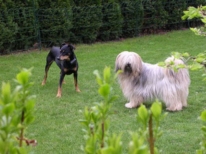 Tito und Charol-tso im Garten