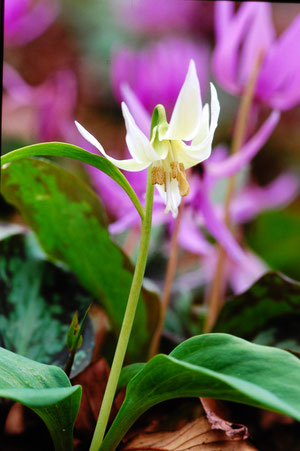 ピンクのカタクリを背景に 白花カタクリがひと際目立つ　カタクリの白　撮影地直江津湯殿山