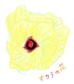 オクラの花