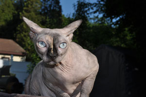 Sphynx Cat 