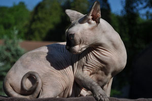 SPHYNX CAT 