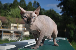 Canadian Sphynx Cat