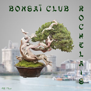 Site du Bonsaï Club Rochelais
