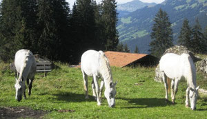 Auf der Herbstweid in Freiheit!  Super....