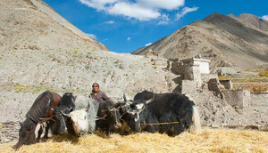 Herbst-Reise in Ladakh, Markha-Trekking und Hanle