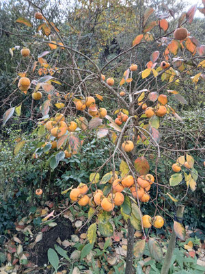 Les kakis