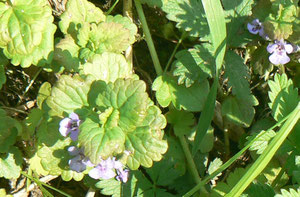 Und so sieht der Gundermann (= Gundelrebe) in der Natur aus.