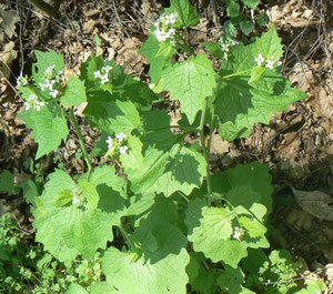 Und hier die Knoblauchsrauke in der Natur - zählt mit dem Bärlauch zu den beiden Pflanzen bei uns mit Knoblauchgeschmack