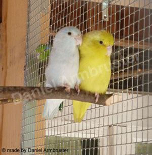 Blaugenick-Sperlingspapagei - vogelzucht-armbrusters Webseite!