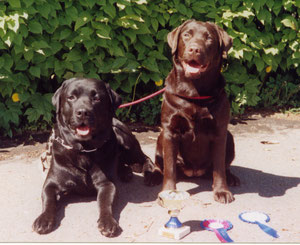 Our "Stromely" (UK) labradors: Stormley Furgus (black male) and Stormley Anaka (junior age, chocolate female)