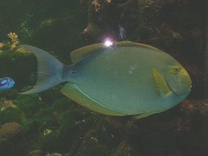 runder Fisch