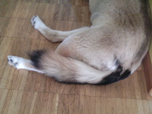 Rute - typisch Wolf