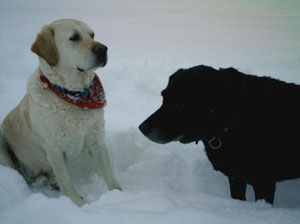 Pino & Saskia