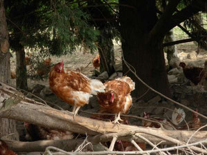 Poules pondeuses plein air