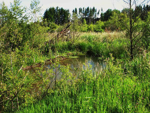 Biberteich im Kranzbruch-Venn (Foto: Wolfgang Voigt)