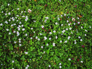 Pratia pedunculata in Alsdorf (Foto: Wolfgang Voigt)