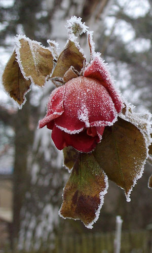 Frostige Rose