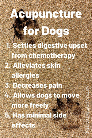 Acupuncture for Dogs - paw prints on the beach