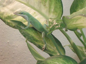 Anolis Carolinensis Männchen