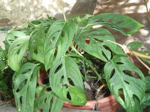 Monstera acuminata