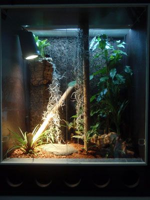 Terrarium jungferngecko