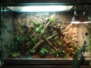 Terrarium Anolis Sagrei