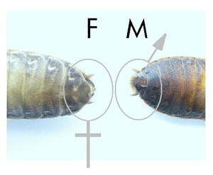 Nauphoeta cinérea. Hembra y Macho. La hembra como se puede observar tiene un segmento menos al final del abdomen.