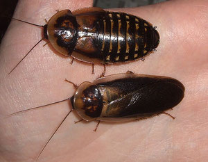 Blaptica Dubia. Hembra y macho.