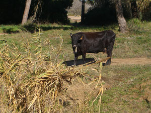 Lonesome Cow, künftige Steaks am Wegesrand