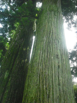 小川内の杉・天然記念物