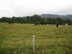 Elevage d'équidés en Limousin