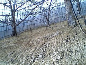 さくらんぼ狩りフルーツ狩り大沢農園ワラ敷き