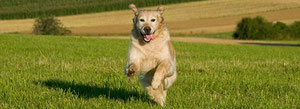 Dog walking in Bicester with Pet Buddies