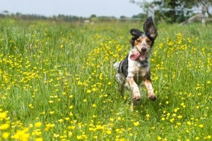 Dog Walking in Bicester with Pet Buddies