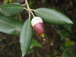 Alzina (Quercus ilex)