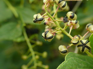 Roldor (coryaria myrtifolia)