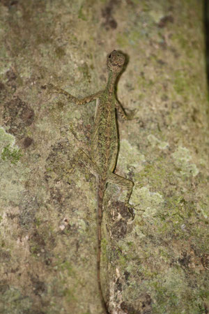 Gecko camouflé