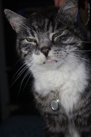Unser Kater Merlin