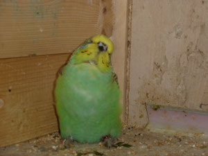 Wellensittich Bilder Monatsgalerie 7 Jahre Welli Net