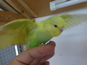 Das ist er, der Traumvogel von Claudia somit ihr 14ter Vogel :-)