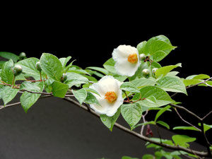 沙羅双樹（ナツツバキ）の花