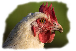 Hausvögel
