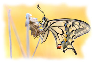 Insekten, Schnecken und Spinnen