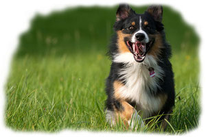 Hunde