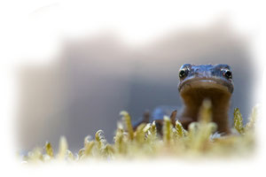 Amphibien, Reptilien & Fische