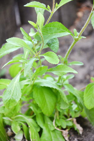 Stevia Pflanze im Garten