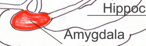 Amygdala Close-up view