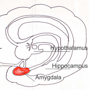 The mid brain showing the Amygdala